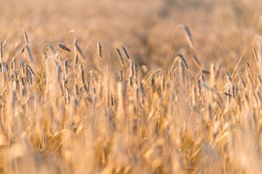Tarım ekinleri gün batımında. Doku ve yakın çekim. Saf altın ışık