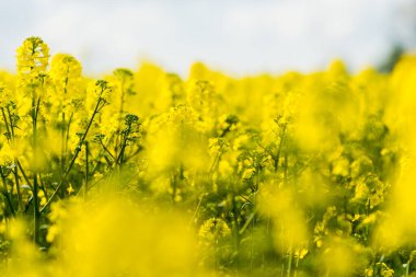 Bahar manzarası. Güneşli bir günde arka planda çiçek açan kolza tohumu tarlası ve orman manzarası. Çiçekler yakında. Letonya