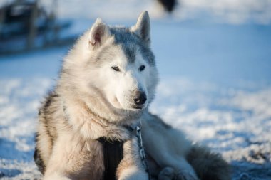 Açık ve güneşli bir kış gününde Husky karda yürüyor ve oynuyor. Laponya, Finlandiya