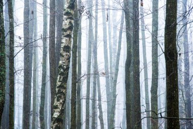 Orman manzarası. Bulutlu bir kış gününde sabah sisi. Letonya