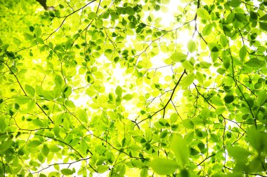 Yaz ormanı manzarası. Yeşil kayın ormanı, yakın ağaçlar. Almanya