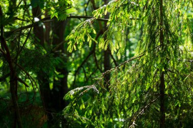 Genç köknar ağacı, kozalaklı ormanın manzarası. Ilık güneş ışığı. Ruhnu Adası, Estonya