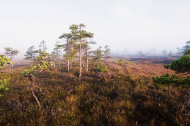 Gün doğumunda bir bataklık. Çiçeklerin açtığı orman zemini, yakın plan çam ağaçları. Sis ve açık mavi sabah gökyüzü. Kemeri Milli Parkı, Letonya