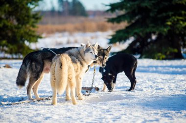 Açık ve güneşli bir kış gününde Husky karda yürüyor ve oynuyor. Laponya, Finlandiya