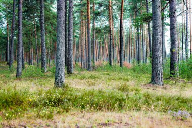 Yaz manzarası. Yağmurdan sonra çam ormanı. Ağaçlar, yosunlar ve eğrelti otları