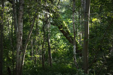 Koyu yeşil orman manzarası. Huş ağaçları yakın plan. Letonya