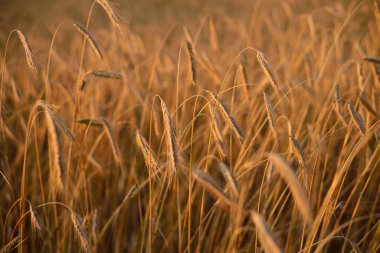 Tarım ekinleri gün batımında. Doku ve yakın çekim. Saf altın ışık. Letonya