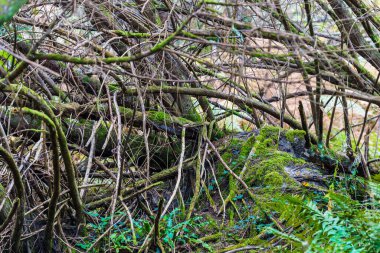 Sonbahar orman manzarası. Yosun kaplı ağaçlar, eğrelti otları ve renkli yapraklar. Carnac, Fransa