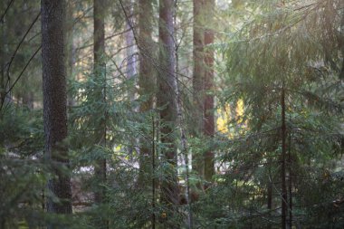 Sonbahar kırsal arazisi. Karanlık orman sahnesi. Gün batımında yosun ve köknar ağaçları. Altın yapraklar yakın plan. Ağaç gövdelerinden güneş ışınları geçiyor. Sıcak akşam ışığı, Letonya.