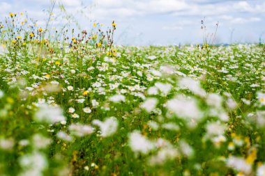 Yaban çiçekleri yakın plan. Çiçek açan papatya tarlasının panoramik görüntüsü. Bulutlu mavi gökyüzü. Setomaa, Estonya