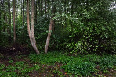 Bulutlu bir yaz gününde bataklık bir ormanın manzarası, yakın ağaçlar, Letonya