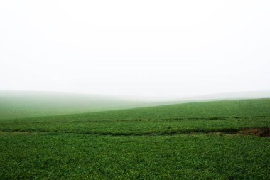 Kır manzarası. Güçlü bir sabah sisinin içinde boş bir tarla. Orman ve arka planda evler. Letonya