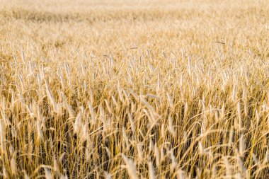 Tarım ekinleri gün batımında. Doku ve yakın çekim. Saf altın ışık