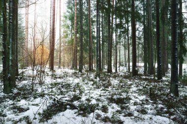 Karla kaplı, gizemli, yemyeşil ormanın içinden geçen yol. Çam, ladin, köknar ağaçları, yakın plan kütükler. Doğa, mevsimler, kış, ekoloji, İsveç 'te çevre koruma. Karanlık atmosferik manzara