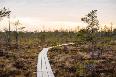Bahar manzarası. Gün batımında çam ağaçları, huş ağaçları ve bataklıklar arasında ahşap yol. Cenas trelis, Letonya.