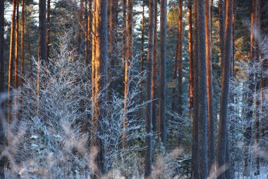Gün batımında kozalaklı bir ormanda çam ağacı, ladin ve huş ağacı duvarı. Ağaç gövdelerinde parlayan altın akşam güneşi. Karanlık orman peri masalı. Kış Harikalar Diyarı. Finlandiya