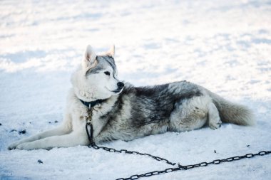 Açık ve güneşli bir kış gününde Husky karda yürüyor ve oynuyor. Laponya, Finlandiya