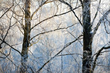 Güneşli kış günü. Karla kaplı huş ağaçları yakın plan. Açık mavi gökyüzü. Letonya
