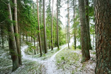 Kış kır manzarası. Ormanda beyaz bir sis. Çam ağaçları ve saf sabah ışığı. Orman yolu. Almanya