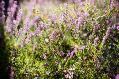 Ormanda sabah oldu. Çiçekli fundalık yakın plan. Letonya