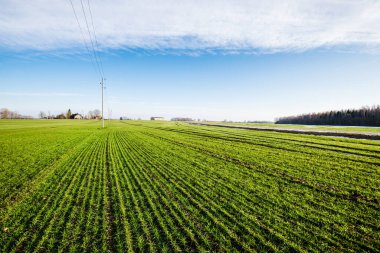 Baharın başında. Kır manzarası. Açık mavi gökyüzü ve beyaz bulutlara karşı yeşil tarımın manzarası. Arka planda orman var. Polonya