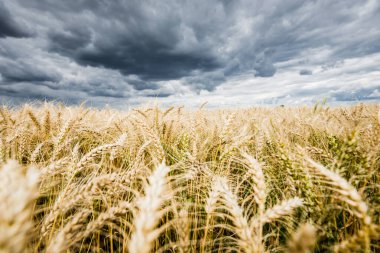 Yaz kırsalında. Bulutlu bir günde tarla manzarası, yakın çekim. ABD