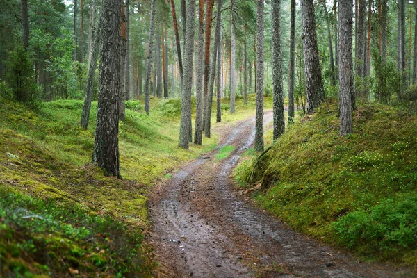 Stezka Temně Zeleném Borovicovém Lese Lotyšsko — Stock fotografie