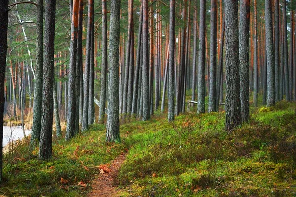 Sendero Través Del Bosque Coníferas Pinos Siempreverdes Abetos Cerca Primavera —  Fotos de Stock