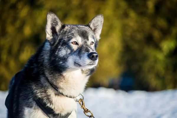 Husky Caminando Nieve Claro Soleado Día Invierno Laponia Finlandia — Foto de Stock