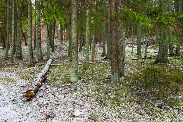 Ένα Μονοπάτι Μέσα Από Χιονισμένο Μικτό Κωνοφόρο Δάσος Πράσινα Πεύκα — Φωτογραφία Αρχείου