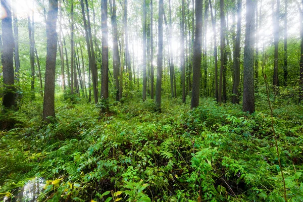 View Green Swampy Forest Rain Sun Rays Tree Trunks Latvia — Stock Photo, Image