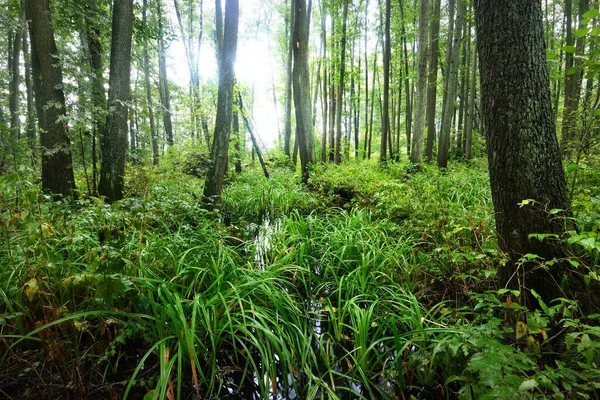 View Swampy Forest Cloudy Summer Day Trees Close Latvia — Stock Photo, Image