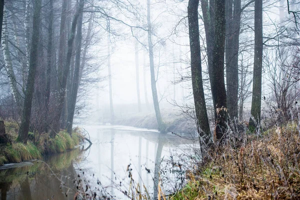 Dunkle Waldlandschaft Ein Fluss Und Bäume Nebel Einem Bewölkten Wintertag — Stockfoto