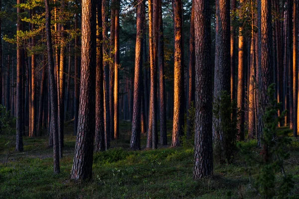 Immergrüner Wald Bei Sonnenuntergang Sonnenstrahlen Durch Die Kiefernstämme Lettland — Stockfoto