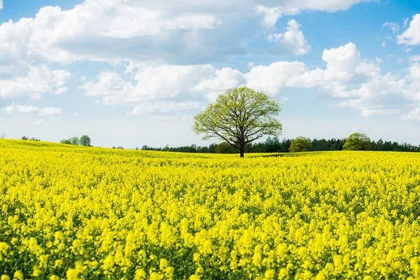 Spring Country Landscape View Flowering Rapeseed Field Forest Background Clear — Stock Photo, Image