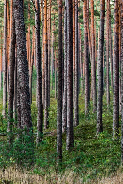 Evergreen Pine Forest Sunset Sun Rays Trees Latvia — Stock Photo, Image