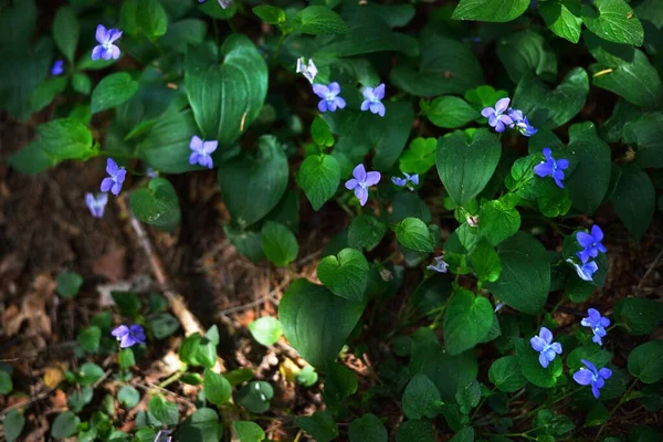 Small Blue Forest Flowers Green Leaves Close Estonia — Stock Photo, Image