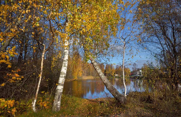 Jesienny Krajobraz Wiejski Las Rzeki Drzew Tle Złota Brzoza Tle — Zdjęcie stockowe