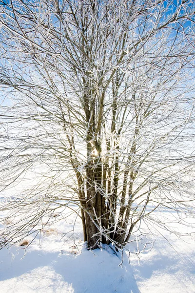 Paisagem Inverno Neve Geada Nas Bétulas Contra Céu Azul Claro — Fotografia de Stock