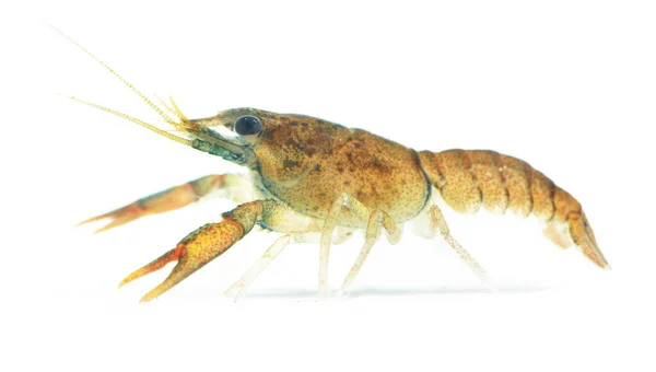 Young Noble Crayfish Astacus Astacus Large Live Crayfish Isolated White — Stock Photo, Image