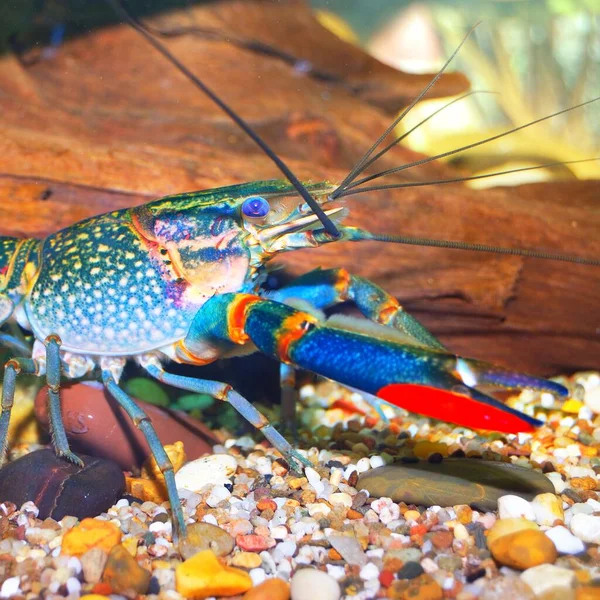 Färgglada Australiska Blå Kräftor Cherax Quadricarinatus Akvarium — Stockfoto