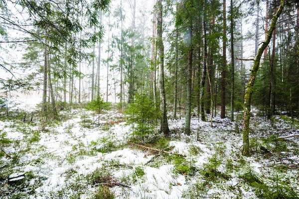 Winterlandschap Witte Mist Het Bos Dennenbomen Puur Ochtendlicht Zweden — Stockfoto