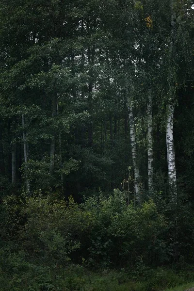 Gros Plan Sur Les Bouleaux Verts Scène Forêt Sombre Lettonie — Photo