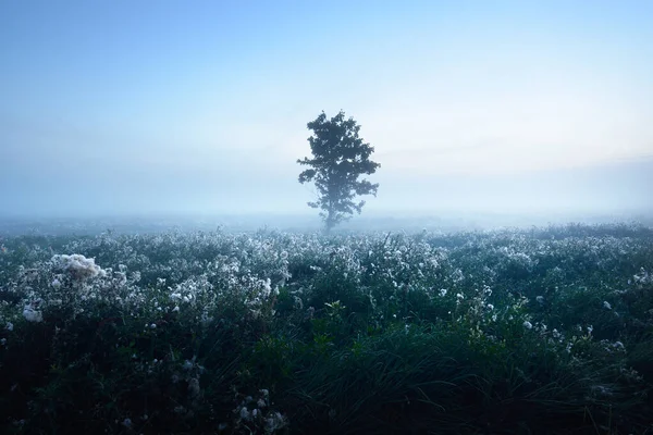 Einsamer Baum Starken Nebel Bei Sonnenaufgang Aus Nächster Nähe Strahlend — Stockfoto