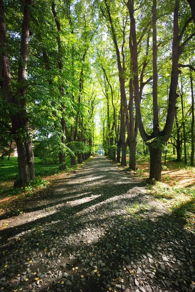 Літній Пейзаж Алея Через Високі Зелені Дерева Міському Парку Яскраве — стокове фото