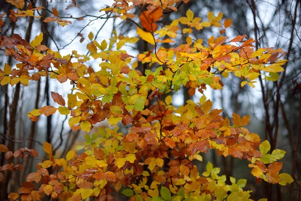 ブナ林の雨の日 苔むした木の幹 カラフルな葉をクローズアップ ドイツ — ストック写真