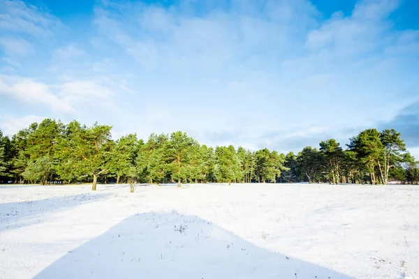 Une Vue Sur Champ Campagne Enneigé Avec Une Forêt Pins — Photo