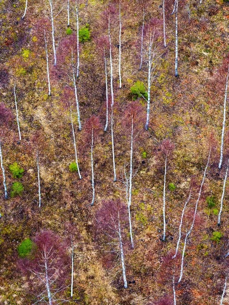 Zapierający Dech Piersiach Widok Powietrza Północny Las Bagno Łotwie Naturalny — Zdjęcie stockowe