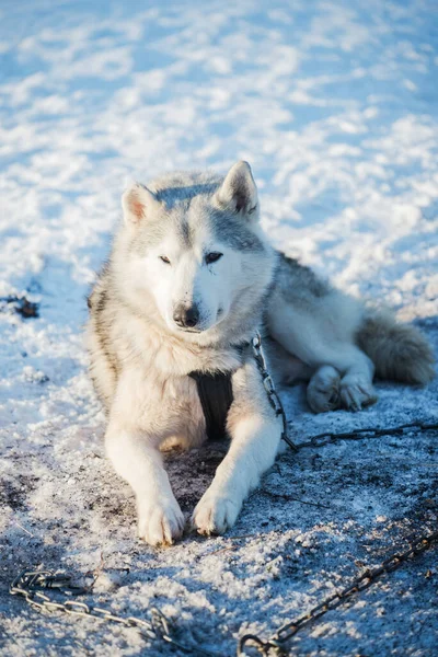 Husky Camminare Giocare Nella Neve Una Chiara Giornata Invernale Soleggiata — Foto Stock