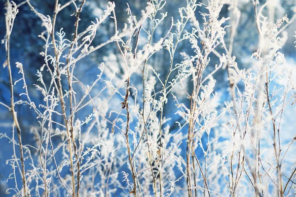 Snow Covered Country Field Sunny Winter Day Frost Plants Close — Stock Photo, Image